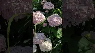 Гортензия древовидная Баблгам 🌞 8 июля в нашем саду 