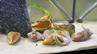 Аквариум для танганьики (Временное жилище)