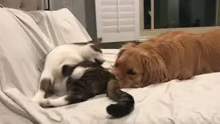 Bed Time Snuggles Turns In To Louie Vs. Oliver