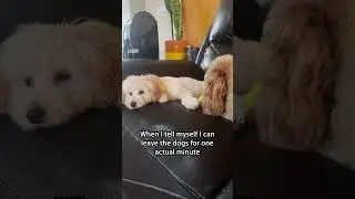 When I leave the dogs for one minute #doglover #dog #dogowner