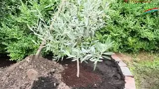 Olivenbaum - Einpflanzen im Garten