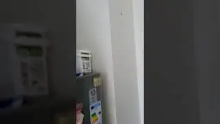 Alman Hamamböceği Neden Gelir?  Hamamböceği İlaçlama