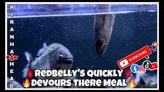 Redbelly’s Piranha’s Destroys Fish With Razor Sharp Tooth
