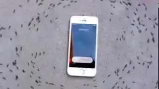 Handy effect bei Ameisen