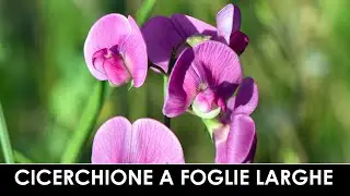 VErba Volant - Cicerchione a foglie larghe