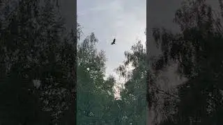 #wildlife #цапля #новаямосква #тинао