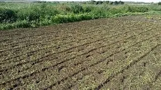 Фрезеровка гірчиці 2