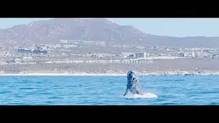 Cabo San Lucas Whale Watching Trip!!