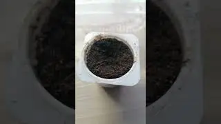 выращивание из семян клематиса таежный снег. Поэтапно.