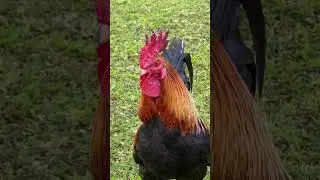 Петух хотел меня атаковать, но передумал! 