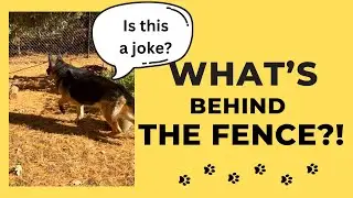 A German Shepherd Fence Encounter: See What Happens!! 😱 #dogs