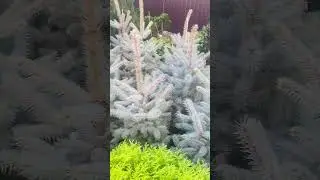 Эдит🌲Питомник « Хвойнозависимые», в телеграмм