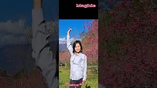 SAKURA/FAMOUS CHERRY BLOSSOMS
