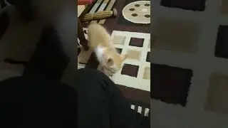 Something was licking my toes! 