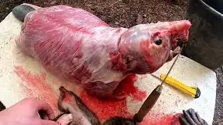 Охота на бобра проходным капканом Рамочный капкан как поставить всё просто