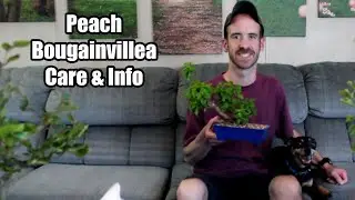 Peach Bougainvillea Care & Info