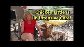 Chicken Little is Very Sick !!   |   Sick Chicken Flock :(