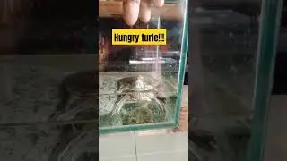 Hungry Turtle!!! #reptile #viral #turle #animals #animallover