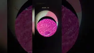 View under Compound Microscope 🔬 | Compound Microscope #shorts #microscope #ytshorts #anatomy #mbbs
