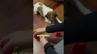 💚 DÍA MUNDIAL DE LOS ANIMALES 🐾