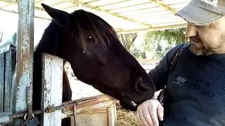 Поцелуй лошади