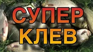 Super bite. How to catch crucian carp with a twitch.