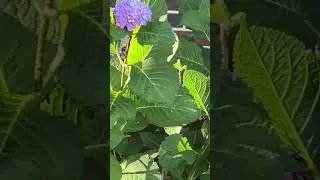 Do you know what kind of plant this is? Put it in comment