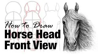 How to Draw a Horse Head Front View