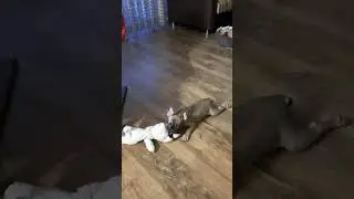#frenchbulldogpuppy