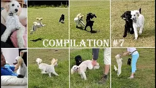 FIDO'S COMPILATION #7 | 5 months old poodle | Life of pet Fido