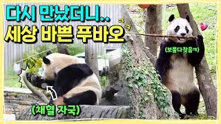 [ep.278] 드디어 10월의 푸바오를 다시 만났어요✈️💕 (민둥민둥한 채혈자국🤣, 죽순도장깨기 선수가 다 된 푸바오, 쉬샹삼촌의 고구마 물청소ㅋ)