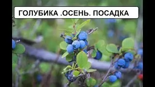Голубика высокорослая. Осень