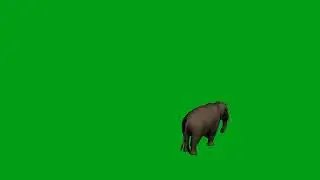 Elephant walking green screen video(1) | Copyright Free