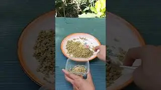 Tempe Lamtoro part 2