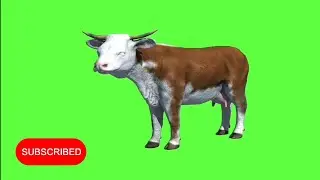 Cow Green screen video, Green screen video