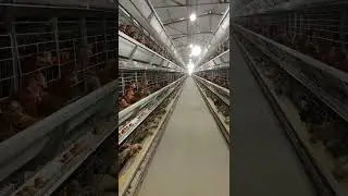 Fully automated layer equipment