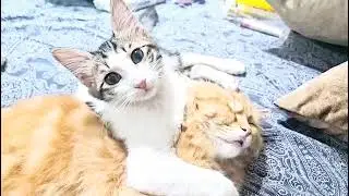 cheating jackie & ameer #cat #kittypets #animals #kittey