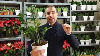 Todo lo que debes saber sobre la PLANTA Zamioculca zamiifolia (ZZ). Cuidados básicos y curiosidades.