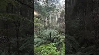 Giant Eucalyptus Trees  