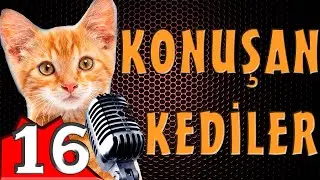 Pisicik TV - Konuşan Kediler 16 - En Komik Kedi Videoları!