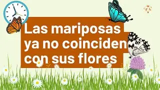 Cuando la mariposa y la flor no se encuentran