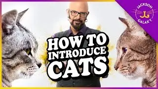 How to Introduce Cats