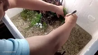 Set-up Indoor Styrofoam Guppy Fish Tank with CANYON Layout