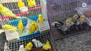 BUXORO QUSH BOZORI BEDANA BALIQ NARXLARI