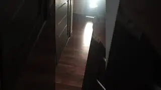 Кошка соскучилась за ночь