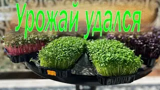 Микрозелень. Как вырастить шикарный урожай.