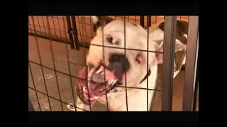 The Dog Aggression Expert!