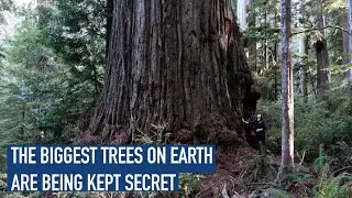 Bigger Trees Mod IRL: Grogans Fault & The Secret Giant Redwood Trees (Biggest Trees on Earth)