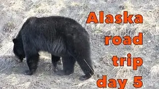 What it's like to drive to Alaska  ( day 5) wildlife in B.C.
