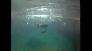 Yellowfin Tuna Culture Part 3 - Feeding the Fish